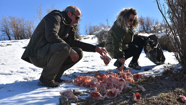 Şırnak'ta yaban hayvanları için yem bırakıldı